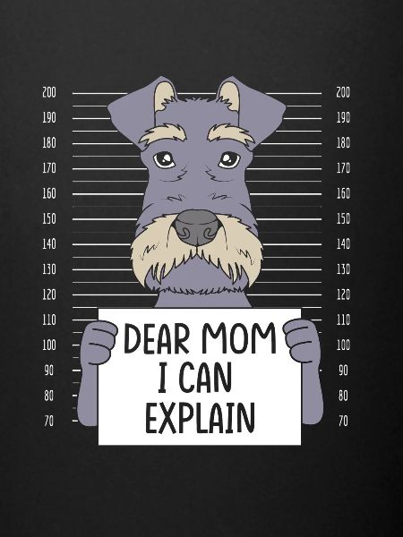 Schnauzer nain