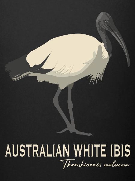 Ibis blanc australien