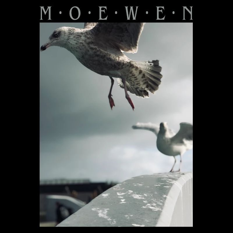 Möwen