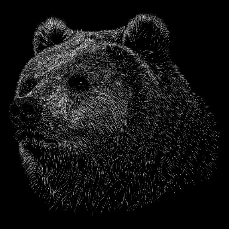 Bear Grizzly