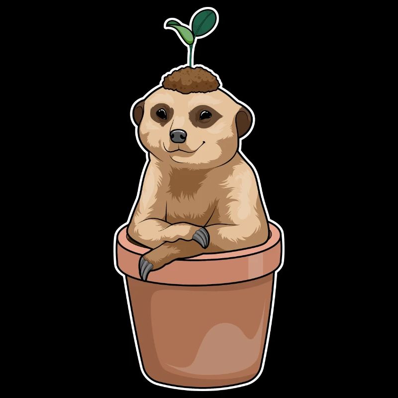 Semis de suricate