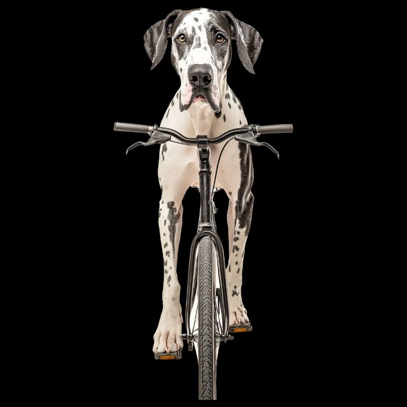 Deutsche Dogge