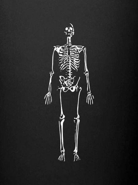 Skeleton