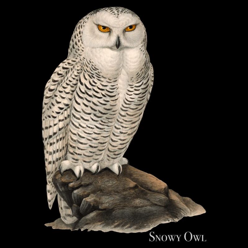 Snowy Owl