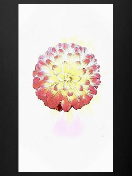 Fleur de jardin