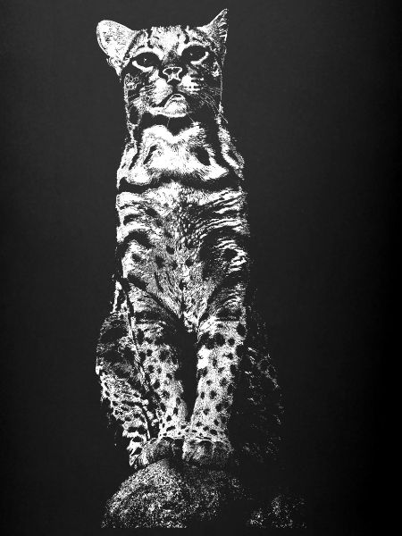 Ocelot