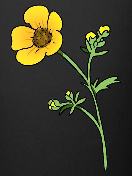 buttercup