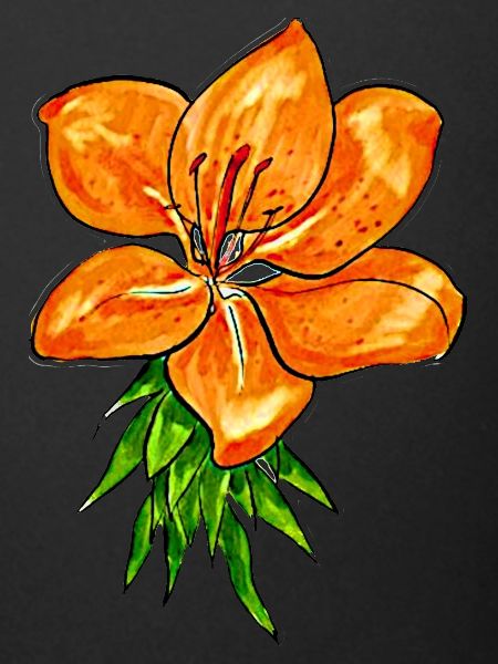 LILY
