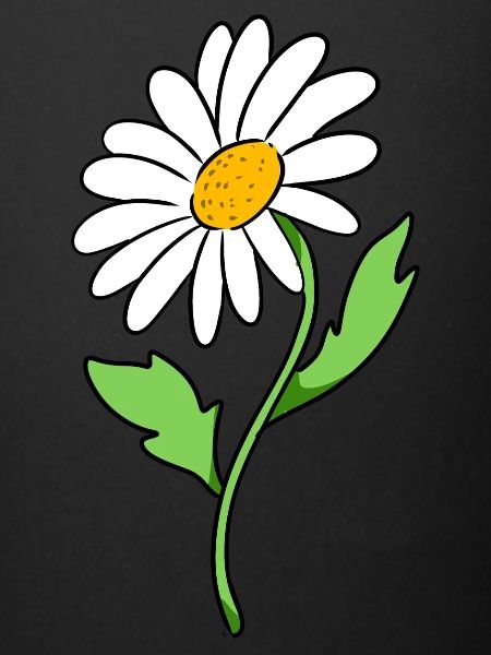 daisy