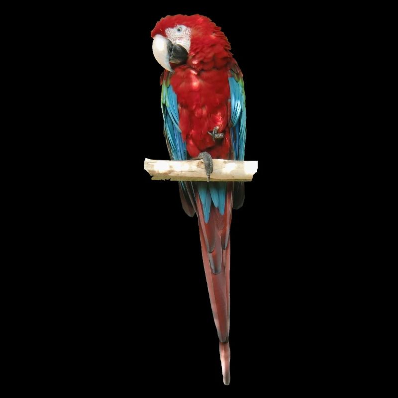 Macaw