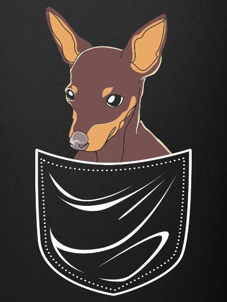 Pinscher nain