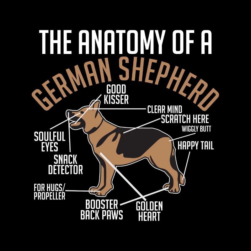 Anatomie Deutscher Schäferhund