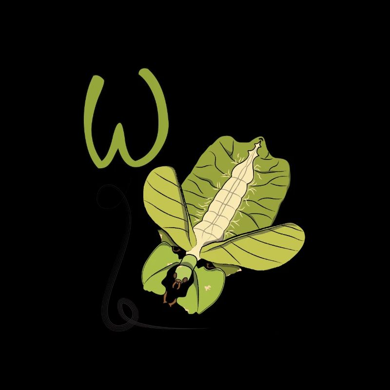 Wandering leaf from above