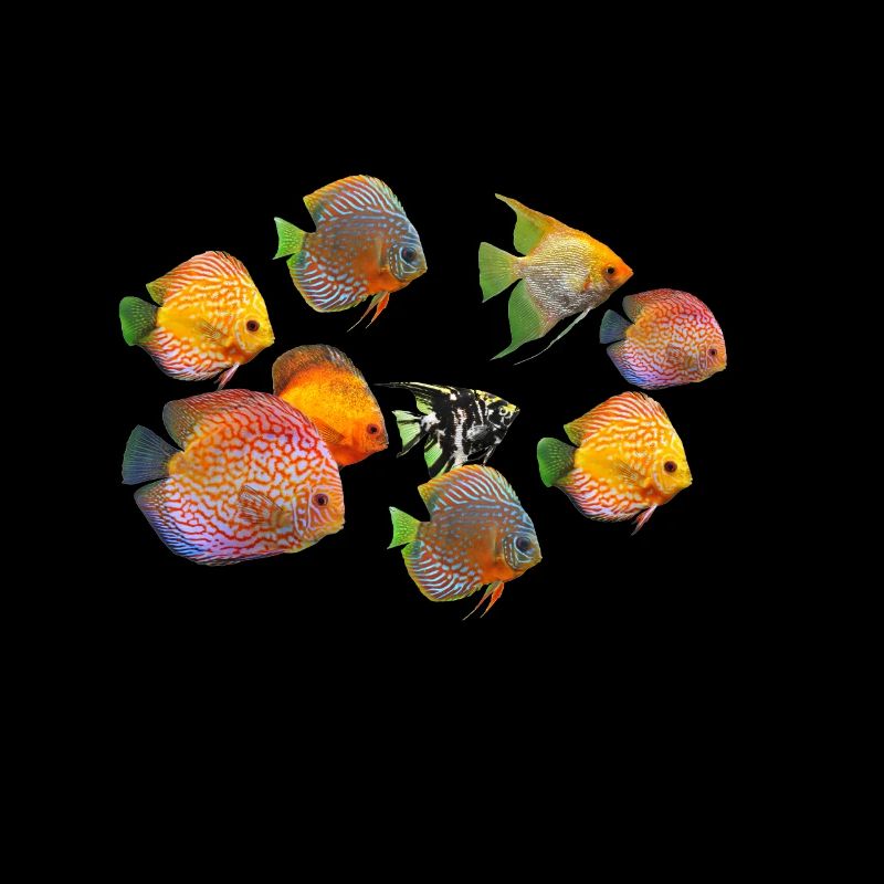 Discus Fish Aquarium