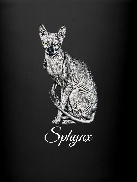 Sphynx chat
