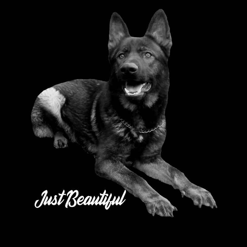 Schäferhund Deutscher Schäferhund Hundesport