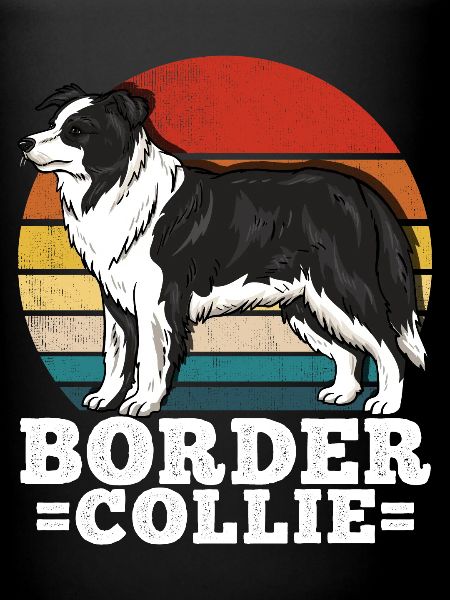 Border Collie Rétro