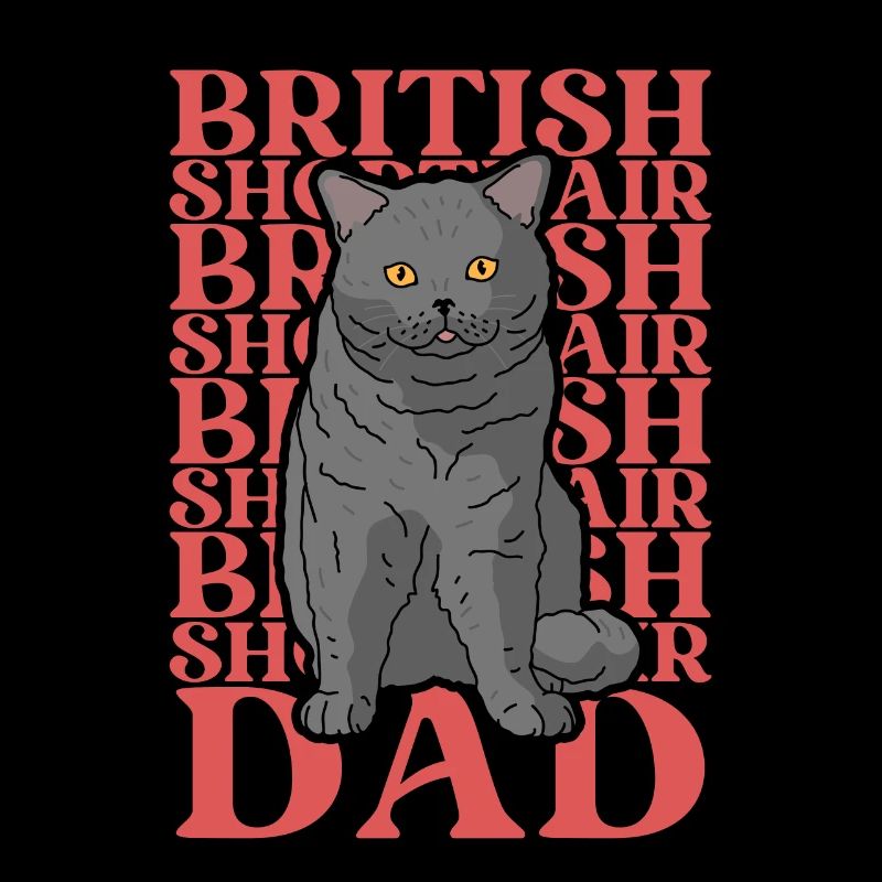 British Shorthair Dad Britisch Kurzhaar BKH Katze
