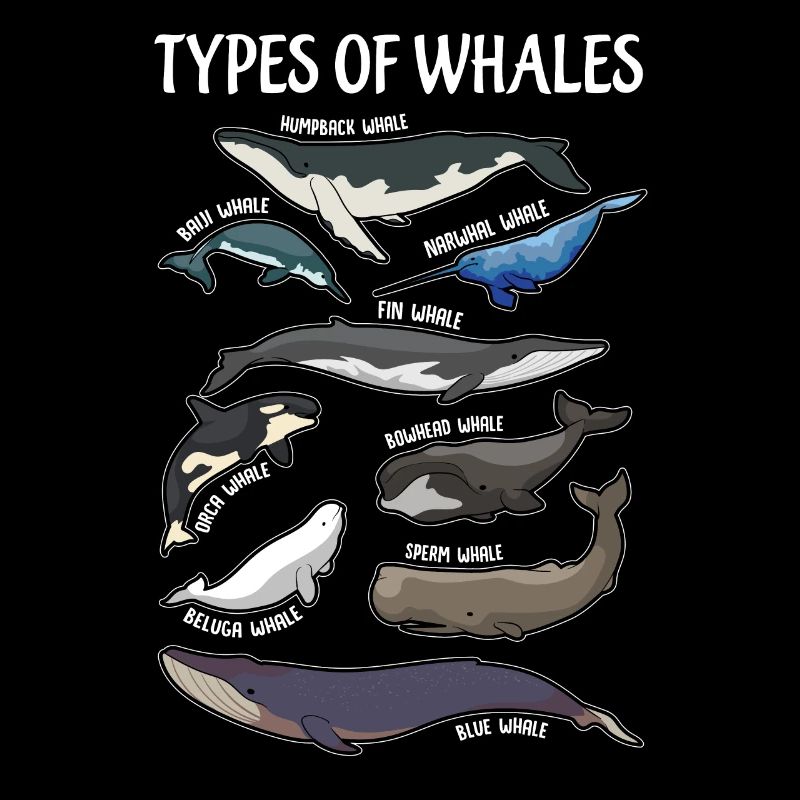 Types de baleines illustres anglais