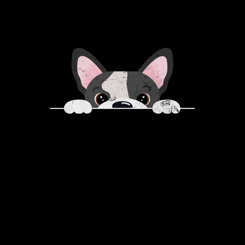 Boston Terrier