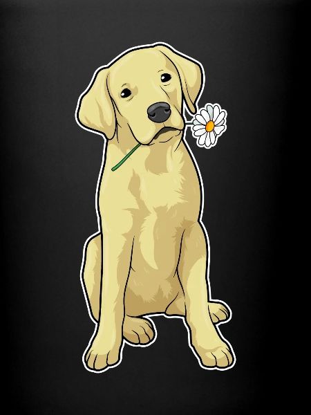Labrador Gänseblümchen