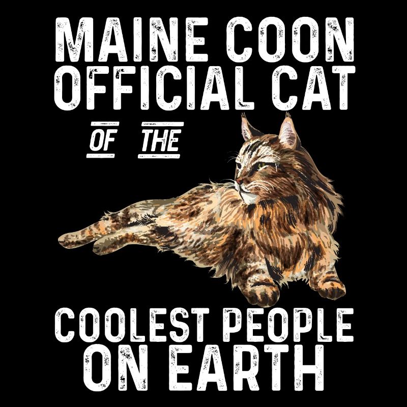 Maine Coon Chat