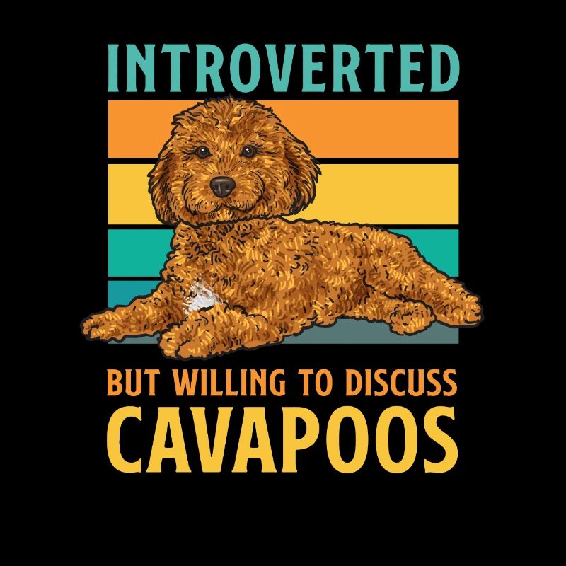 Cavapoo Cavoodle Capoodle Chien