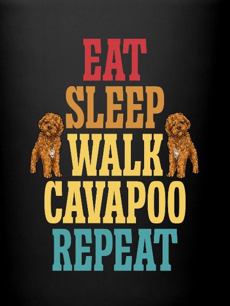 Cavapoo Cavoodle Capoodle Chien