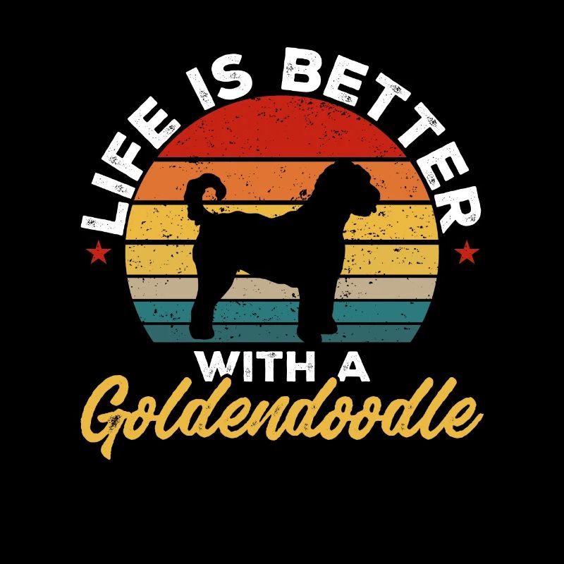 Goldendoodle Doodle Chien