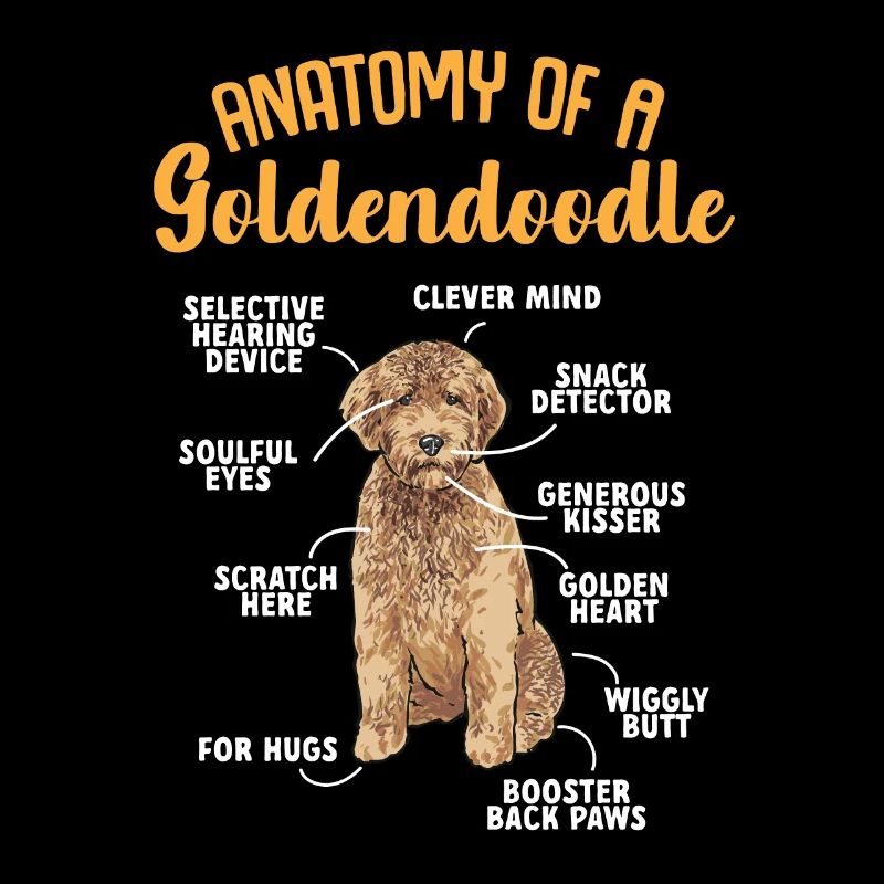 Goldendoodle Doodle Dog