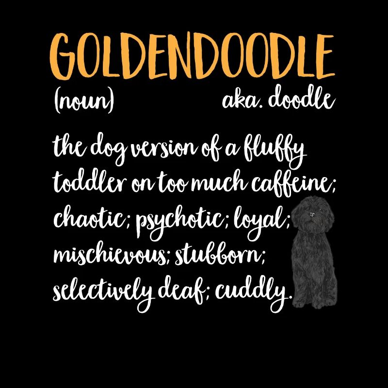 Chien Doodle Black Goldendoodle