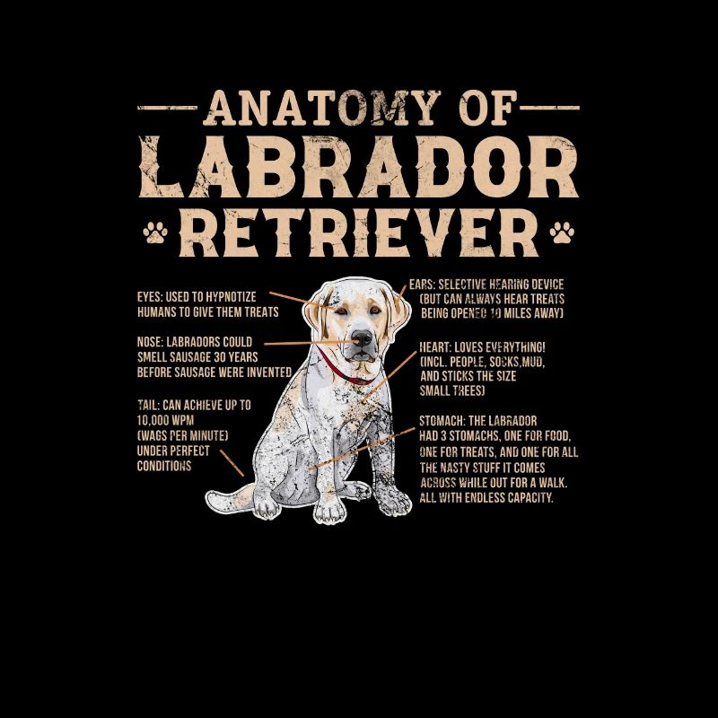 Labrador