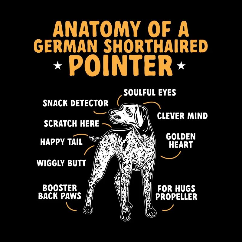 Deutsch Kurzhaar GSP Hund