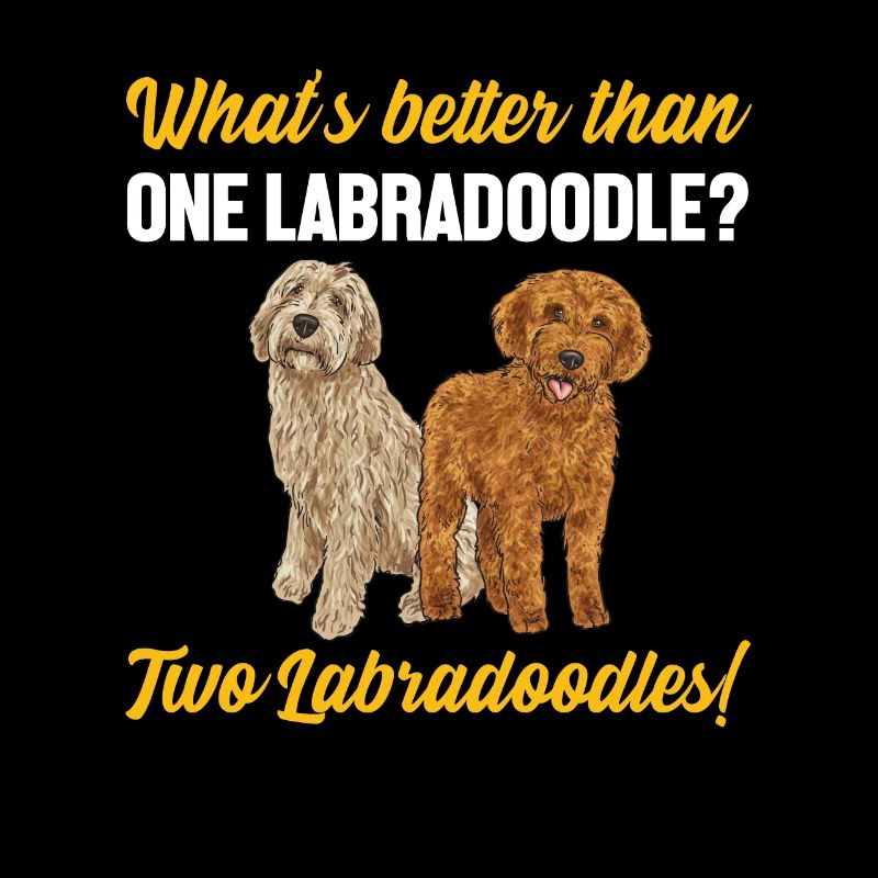 Labradoodle Hund