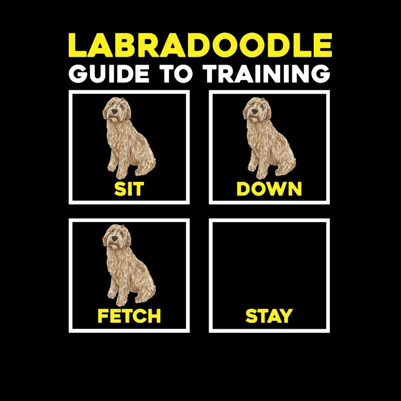 Labradoodle Chien