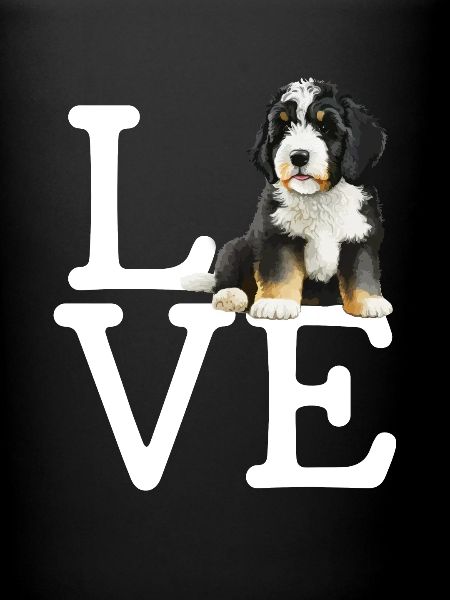 Bernedoodle Amour