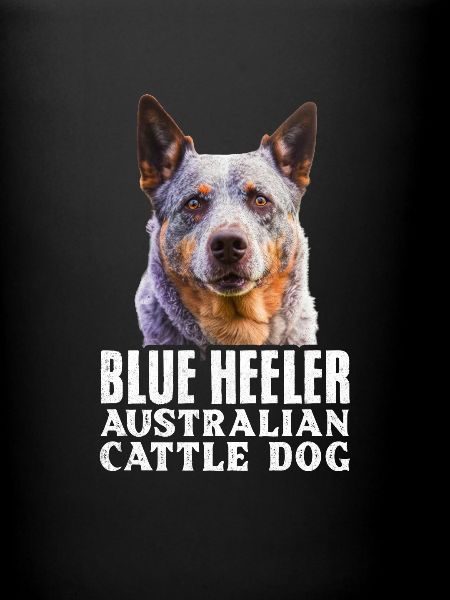 Bouvier australien