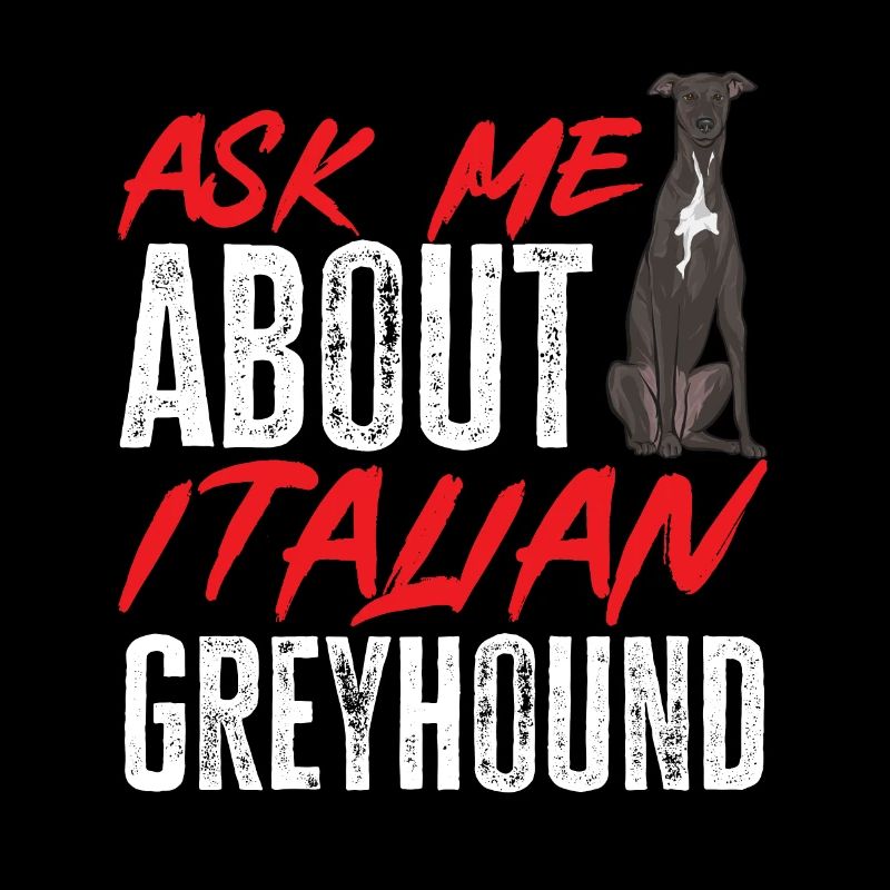 Lévrier italien Greyhound Chiens