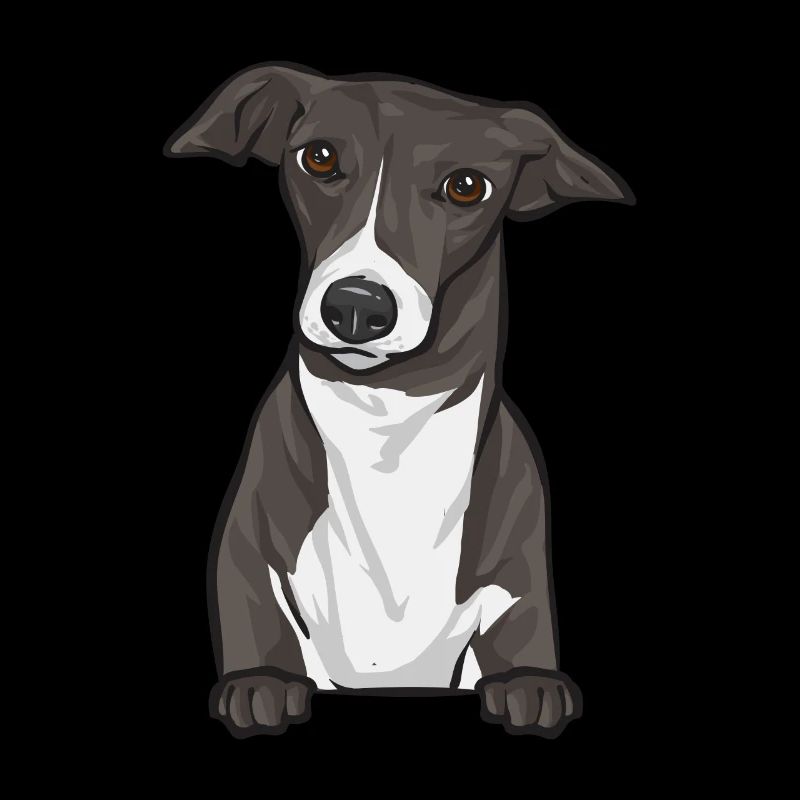 Lévrier italien Greyhound Chiens