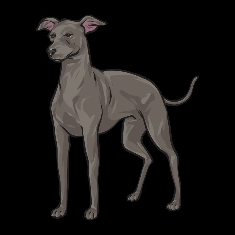 Lévrier italien Greyhound Chiens