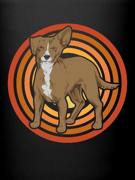 Chiweenie Chien