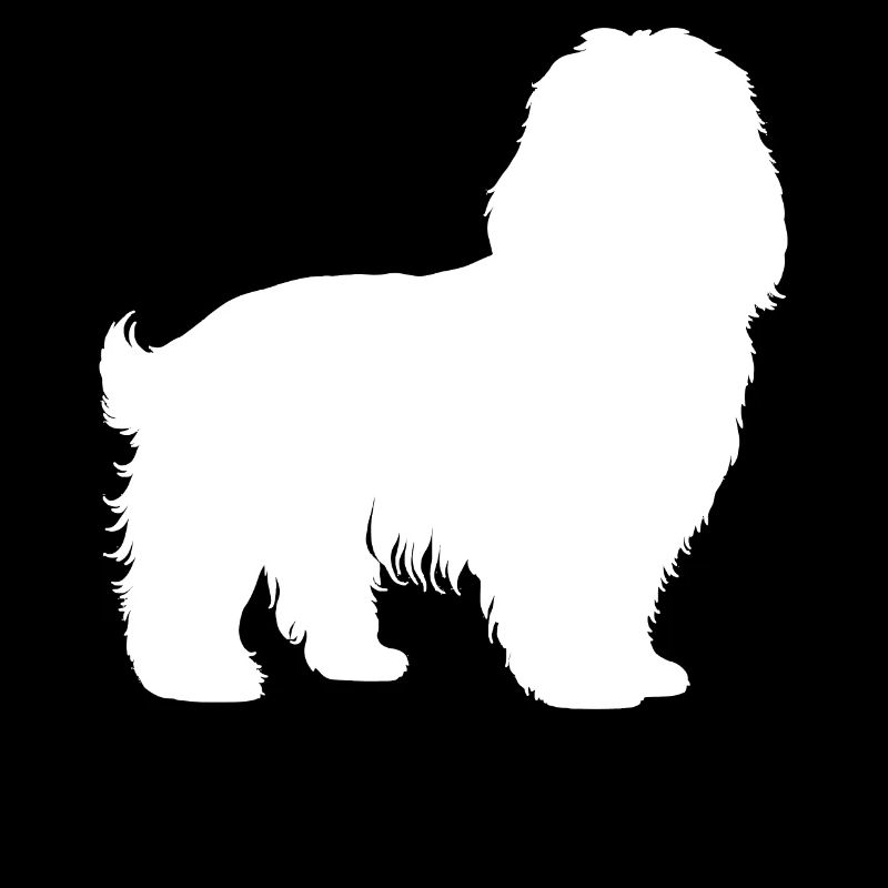 Havanese dog