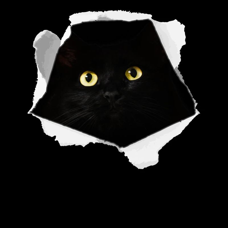 Black Cat Cardboard Adventure Gift