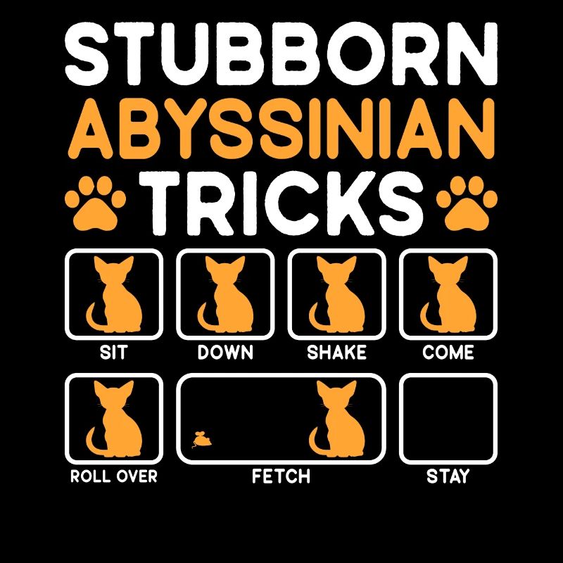 Stubborn Tricks Abyssinian Cat