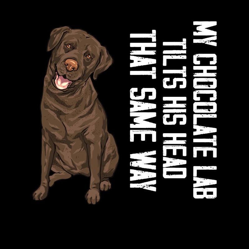 Chien Labrador Retriever chocolat