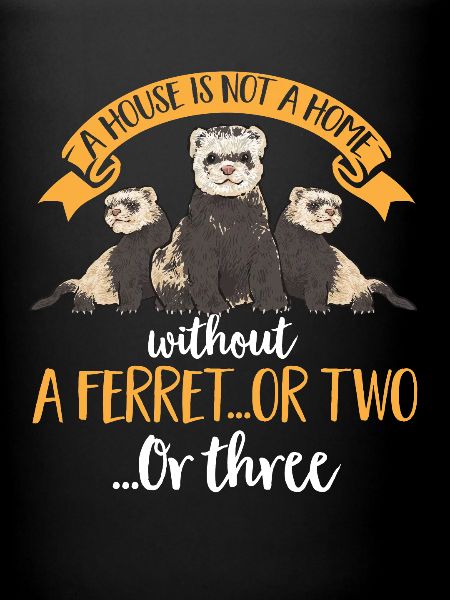 Furet, propriétaire de furet