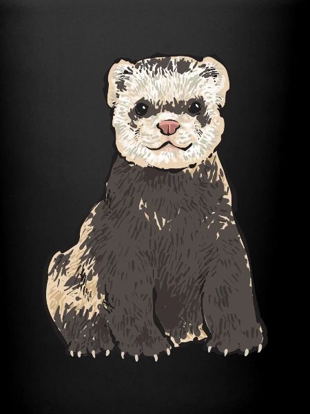 Furet, propriétaire de furet
