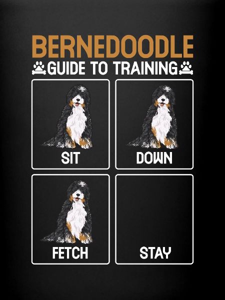 Bernedoodle Dog