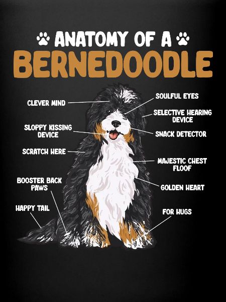 Bernedoodle Dog