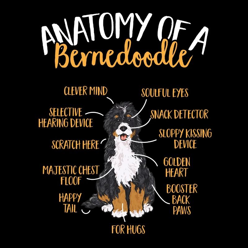 Bernedoodle Dog